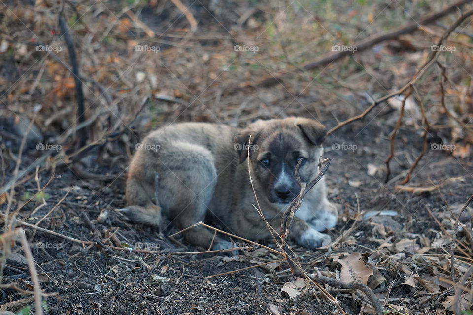 cute puppy