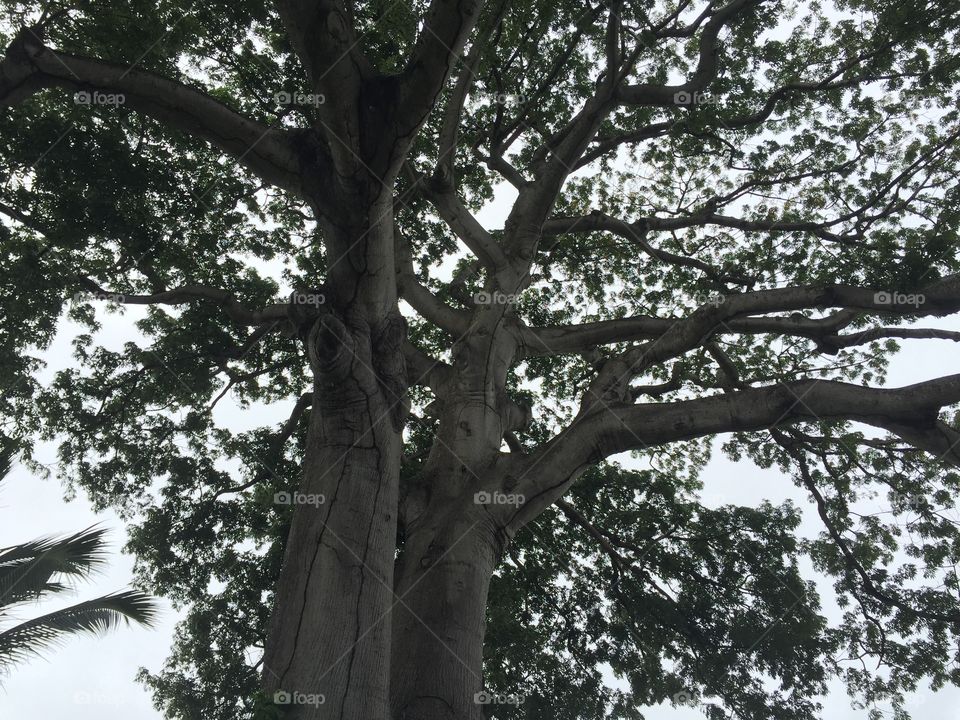 Tree, Wood, Branch, Landscape, Leaf