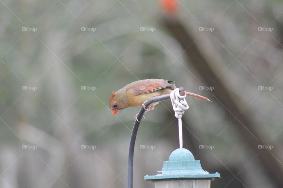 Female cardinal bird perched on top of a feeder 