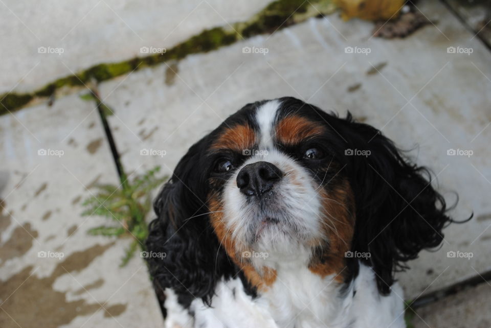 Dog being a fluffy boy. 