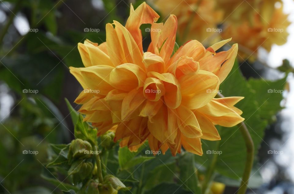 Gorgeous flower grows on Sun Island in Bolivia.  So many petals on each bloom