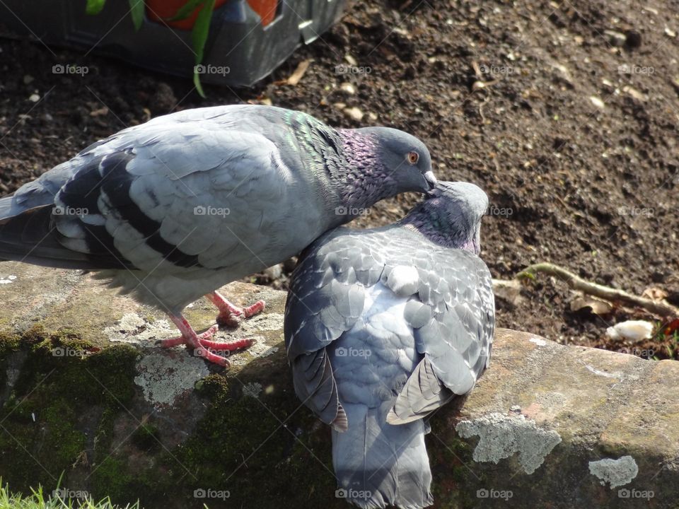 Pigeon  love 
