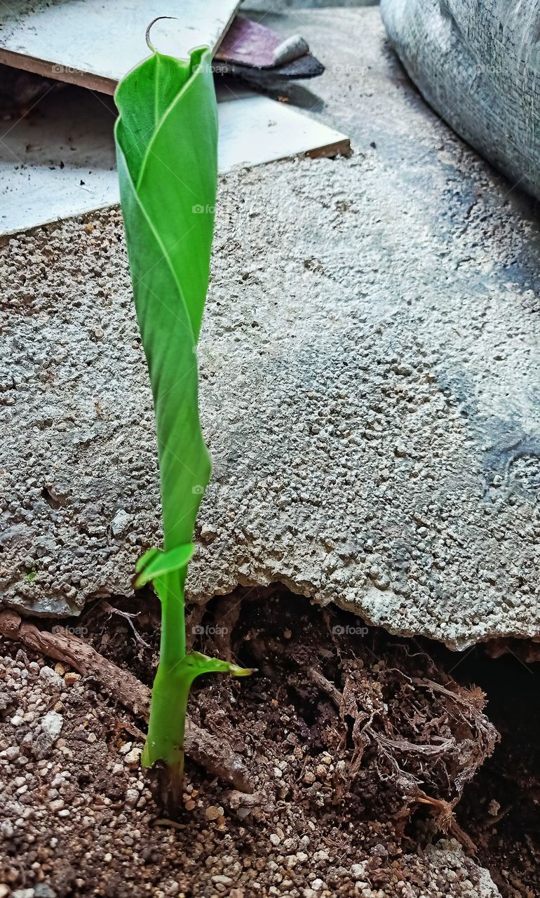 keep fight to live, still green at hard environment