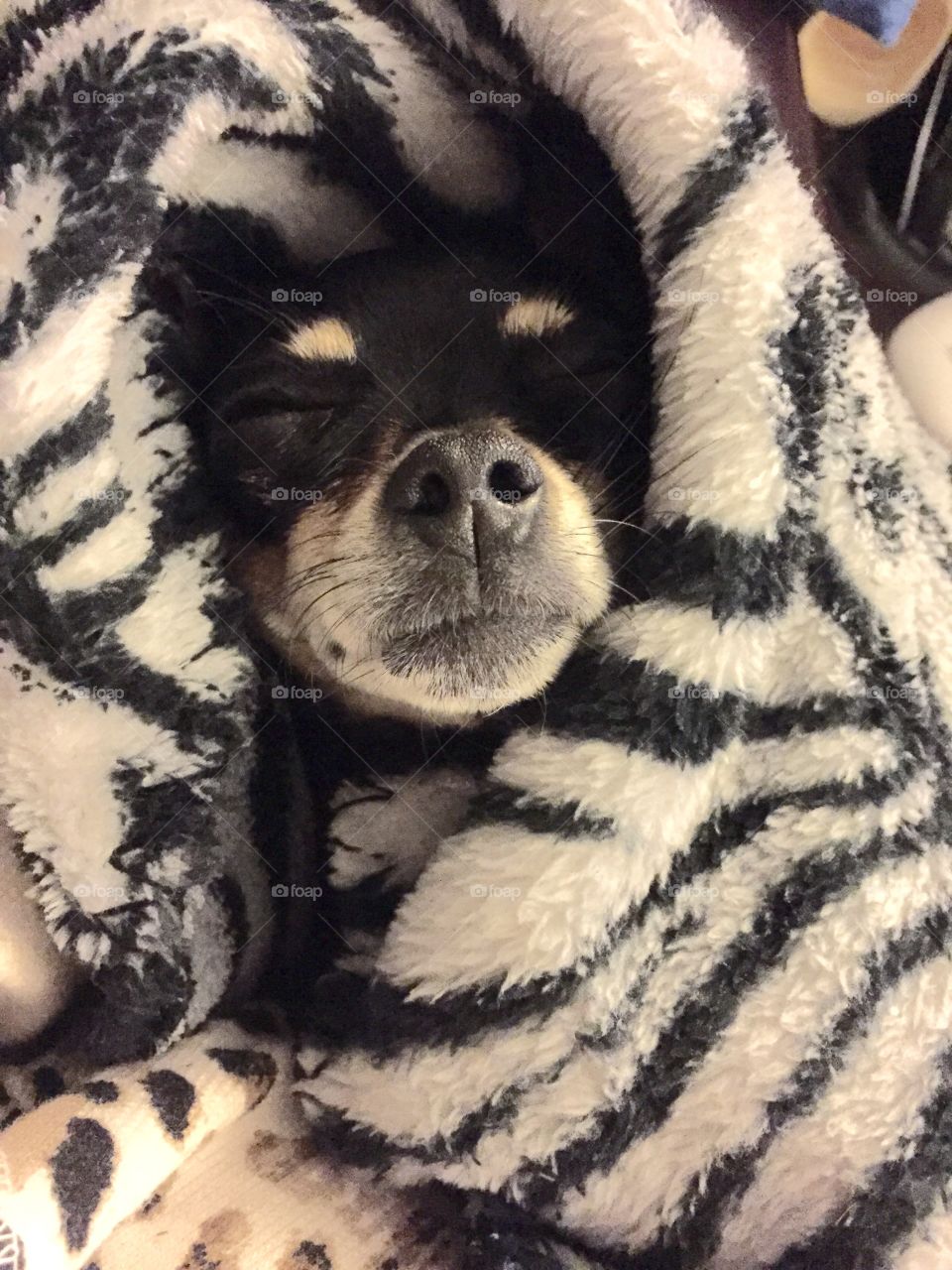 This is Pixie the chihuahua all bundled up in her favorite zebra blanket. 