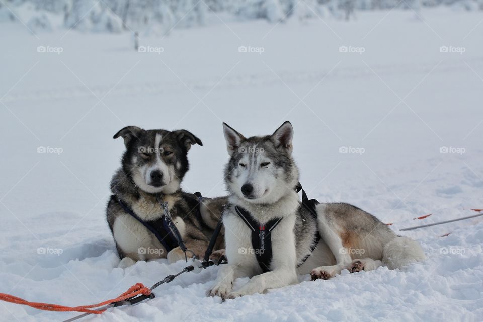Two dog lying down on snow