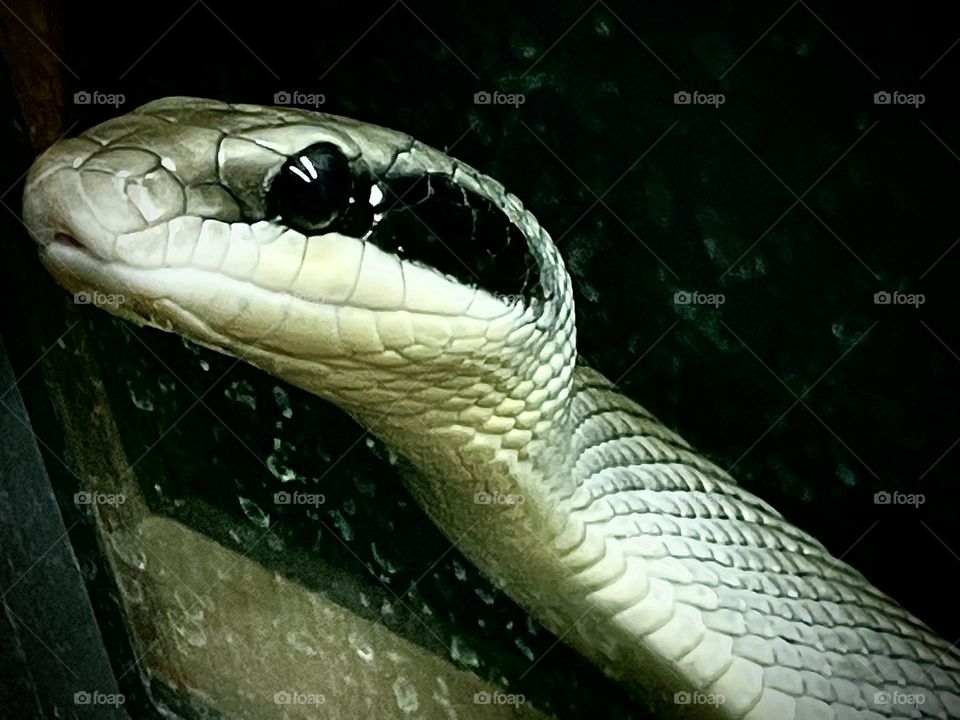 Close up of a snake, taken with iPhone 12
