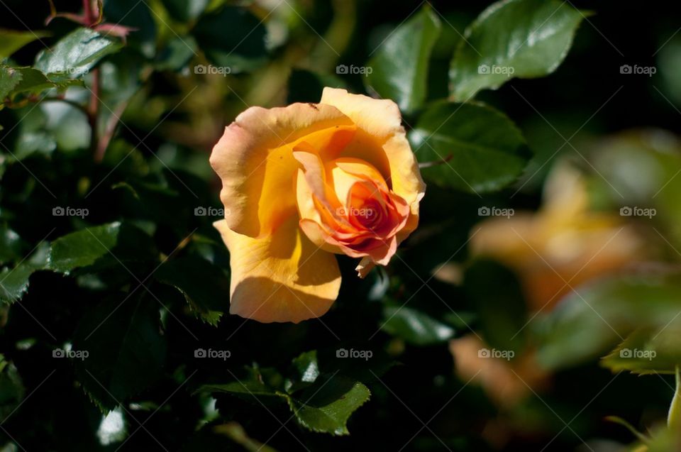 Yellow blush rose