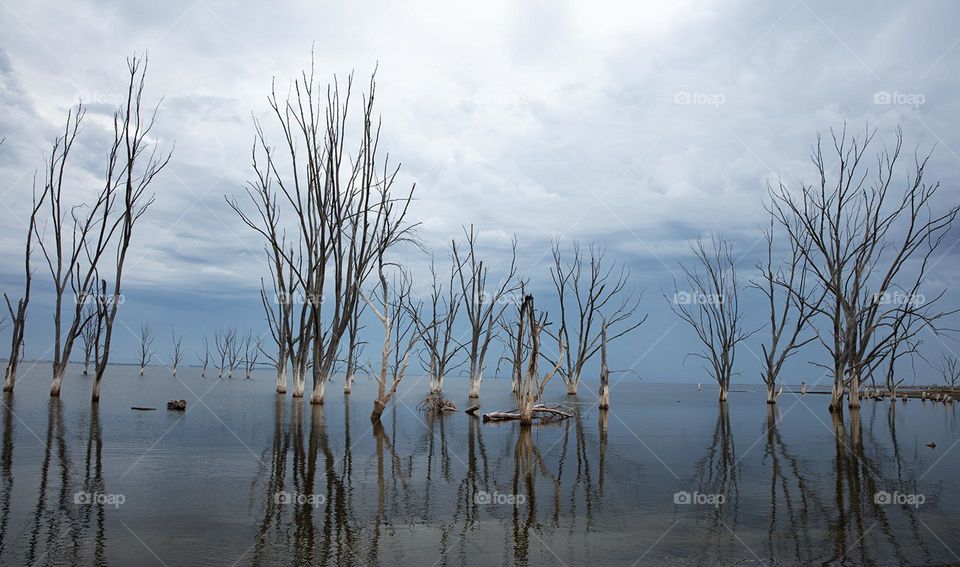 Dry trees in a lagoon 