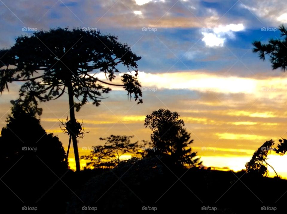 Wild flower in sunset
