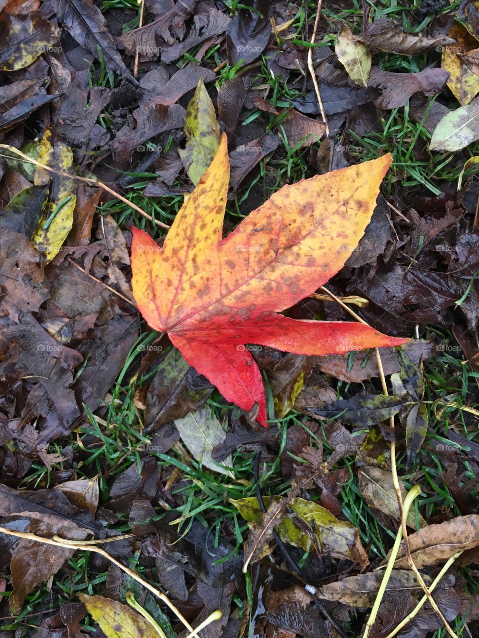 Colorful fallen leaf in the forest