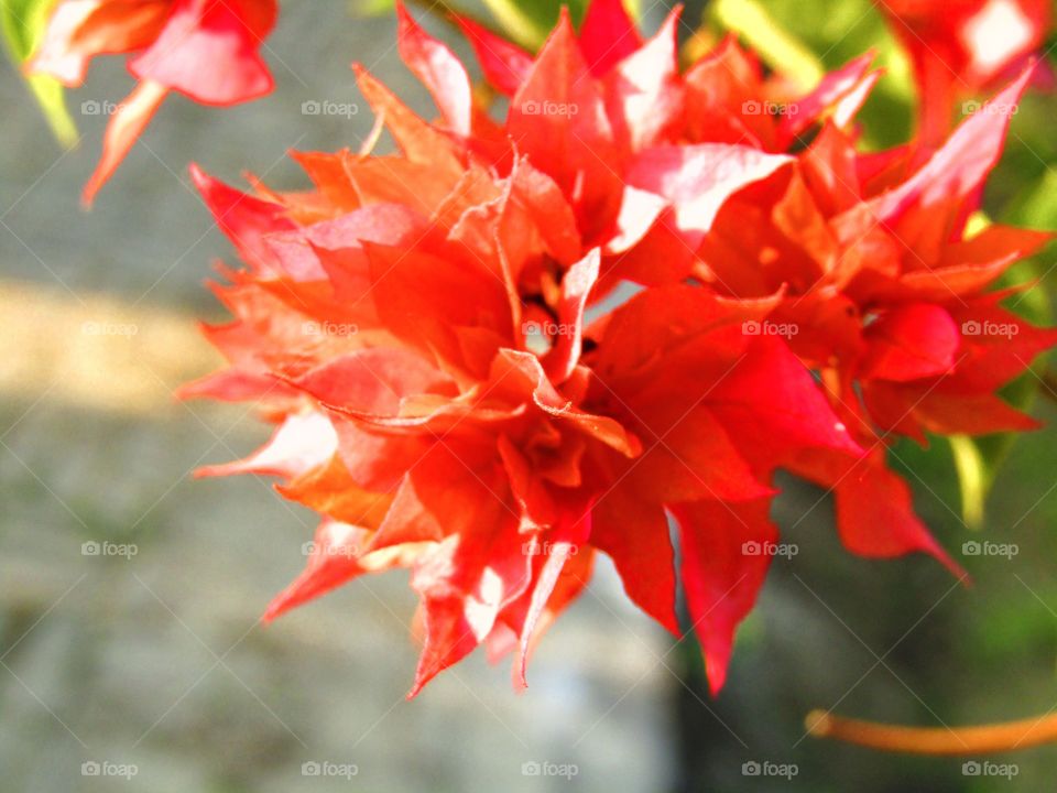 Beautiful orange or red color Bougainvillea is a genus of thorny ornamental vines, bushes, or trees or Orange King bougainvillea.