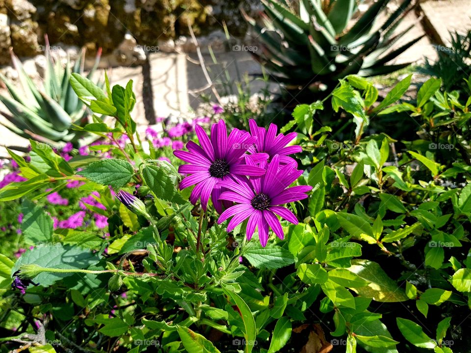 flowers and summer time, botanic garden 🌺🌺🌺