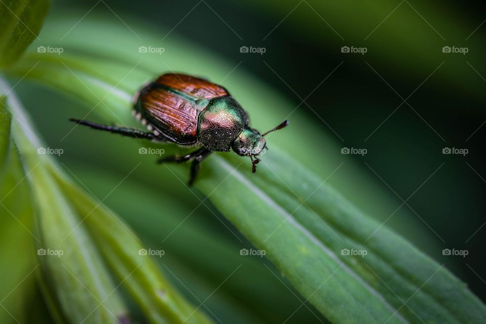 Bettle on a blade of grass