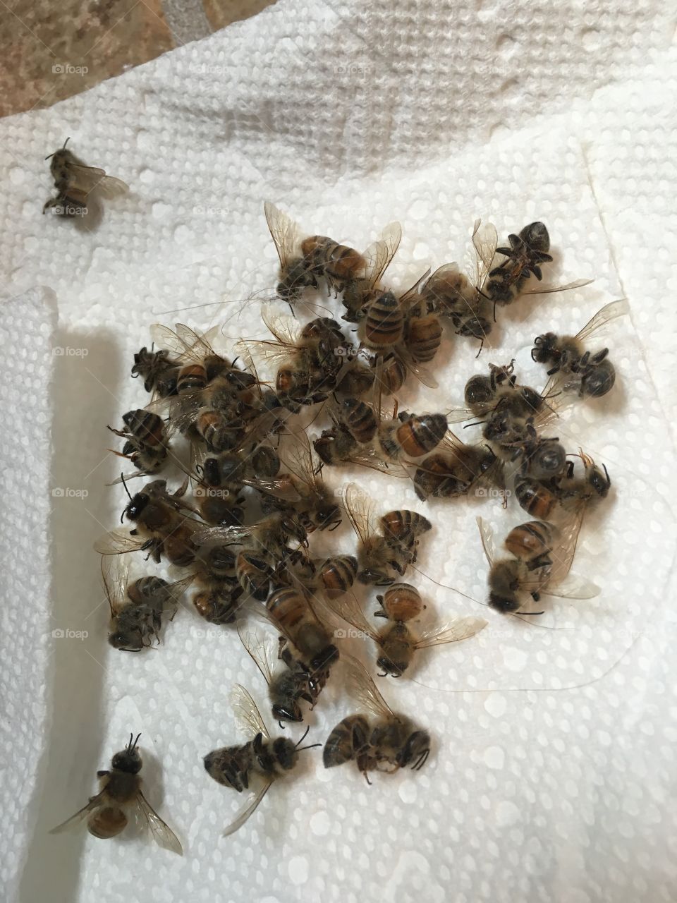 Found these inside a bathroom of a home. 