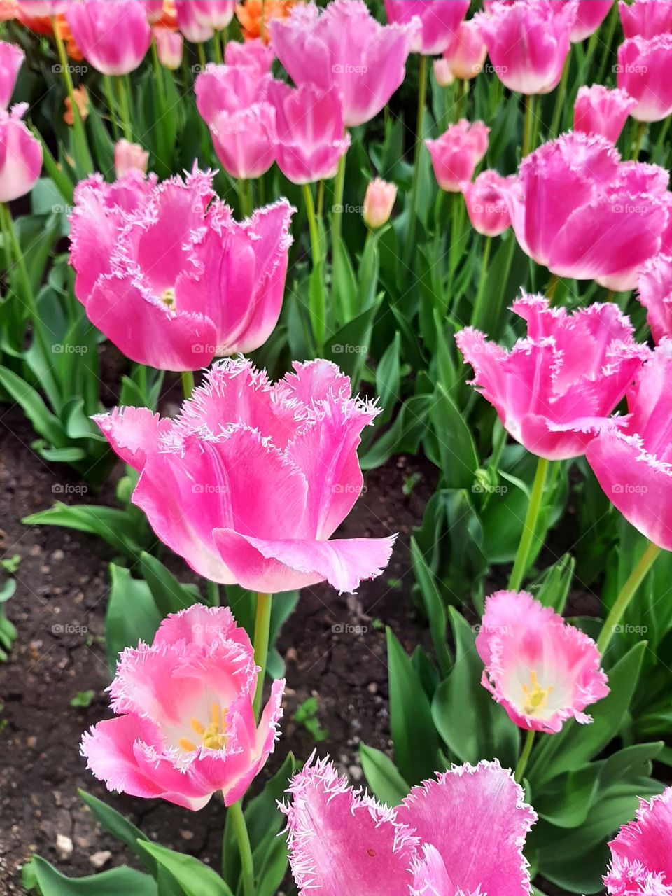 Tulipa Fringed