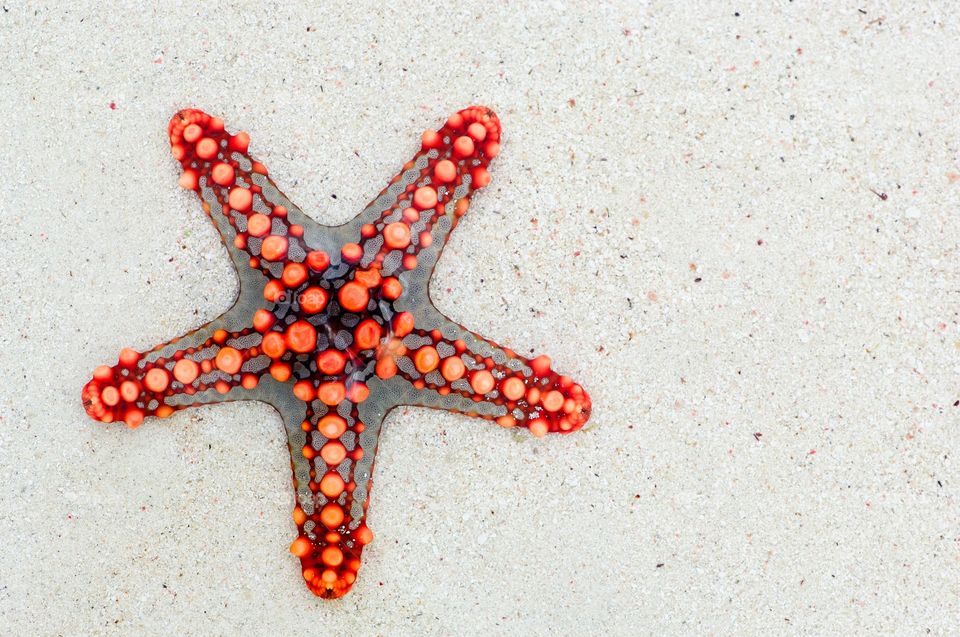 red starfish