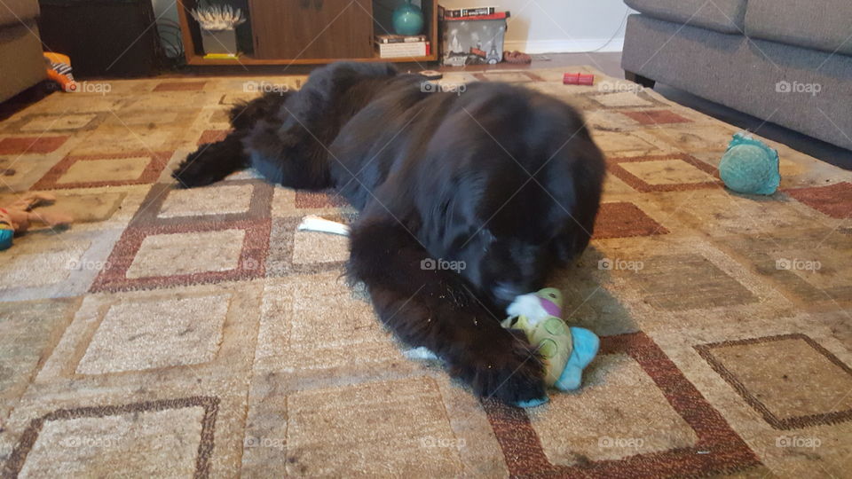 People, Mammal, One, Dog, No Person