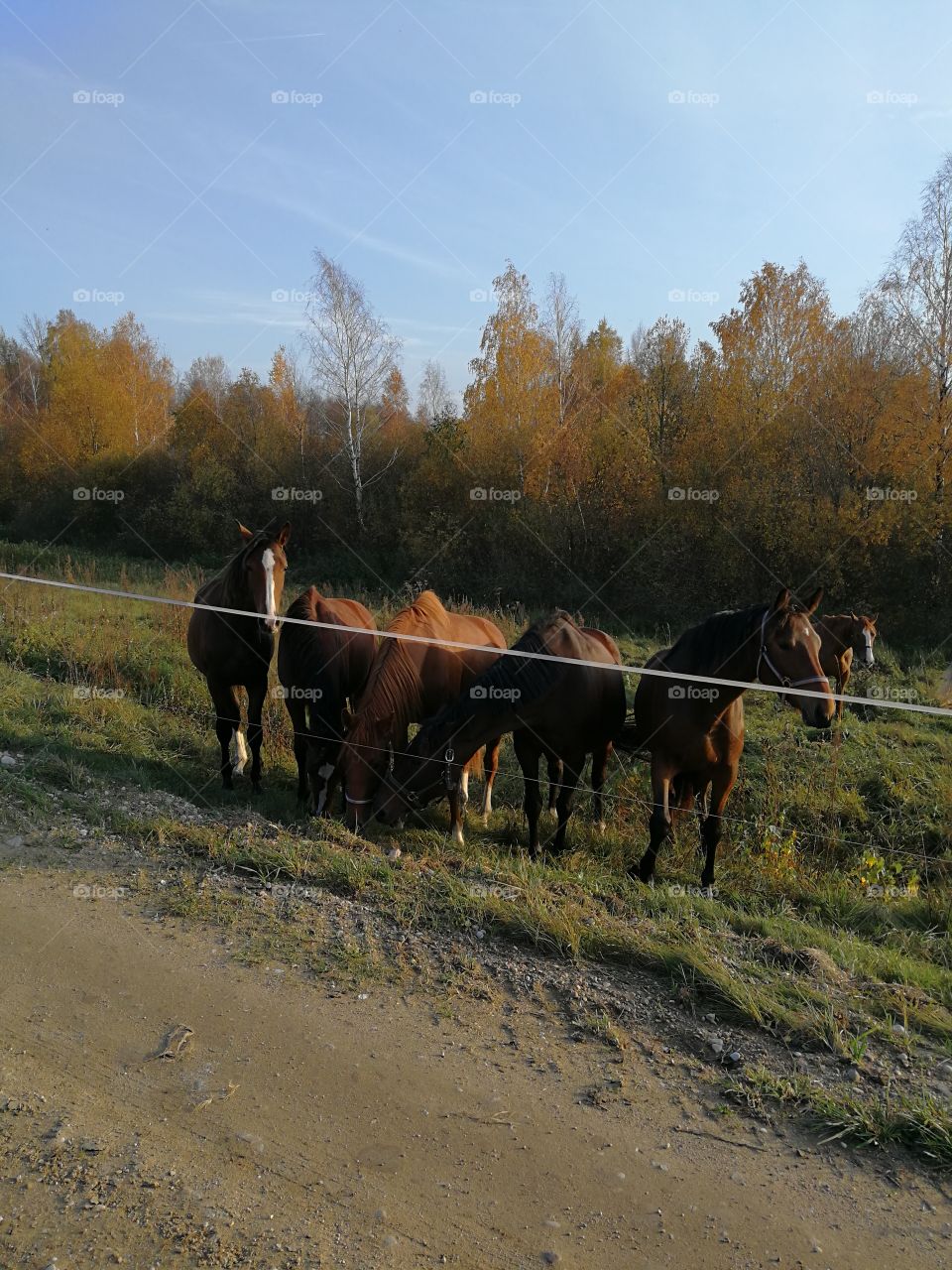 Horses
