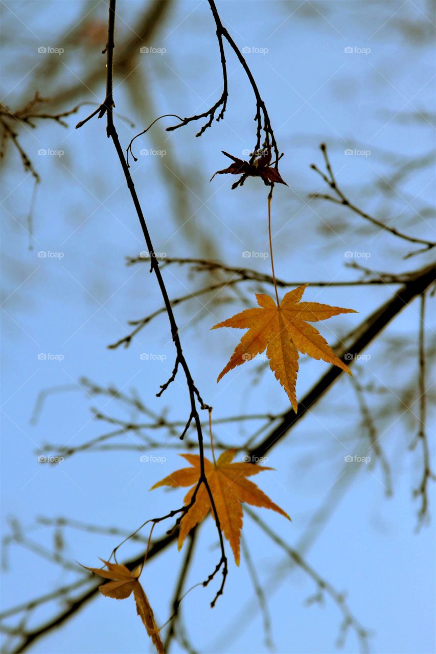 last leaves under blue skies.