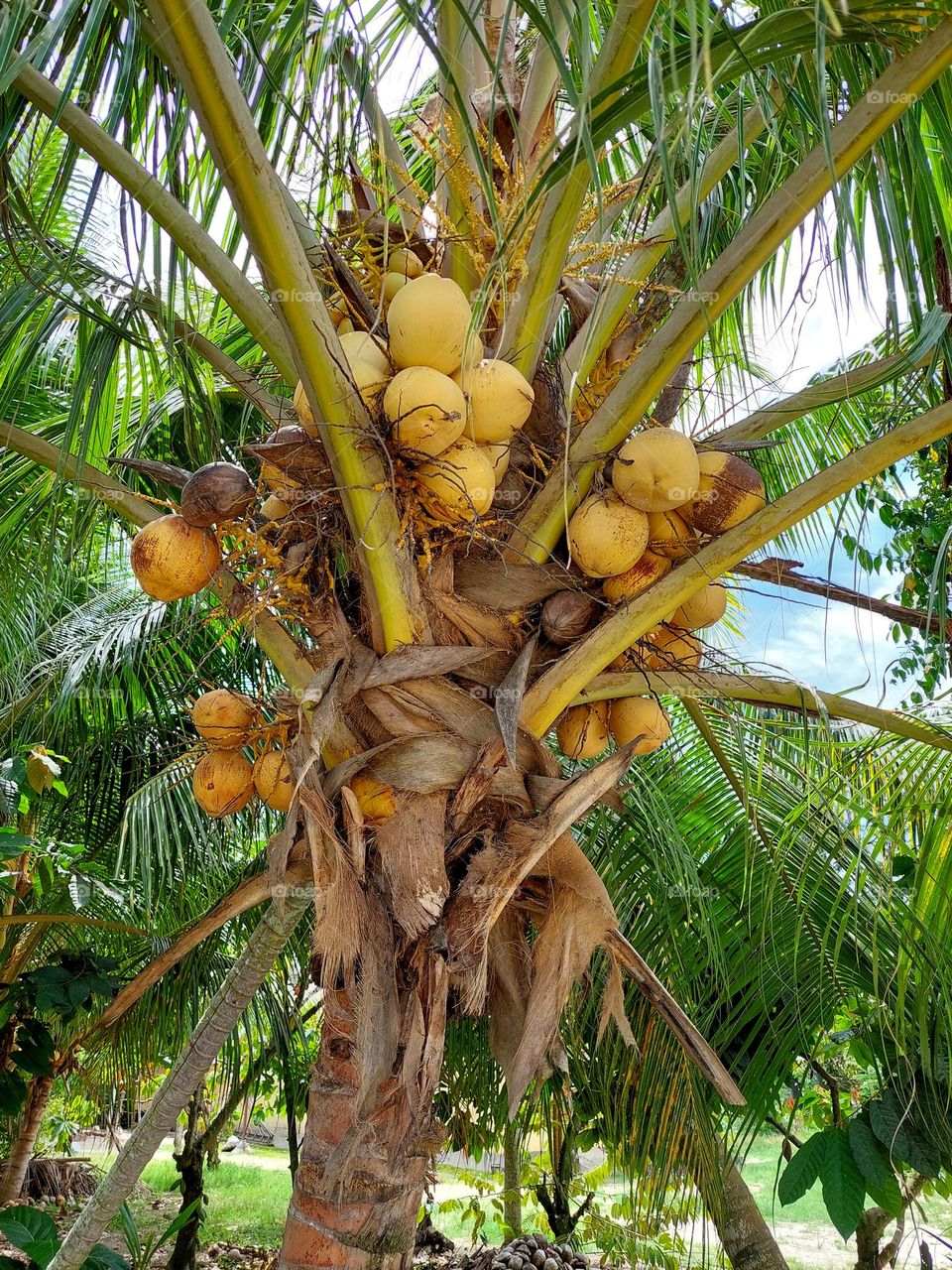 Coconut tree