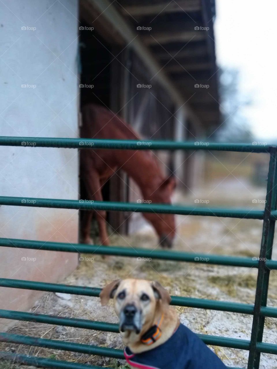 my dog visits with his equine buddies
