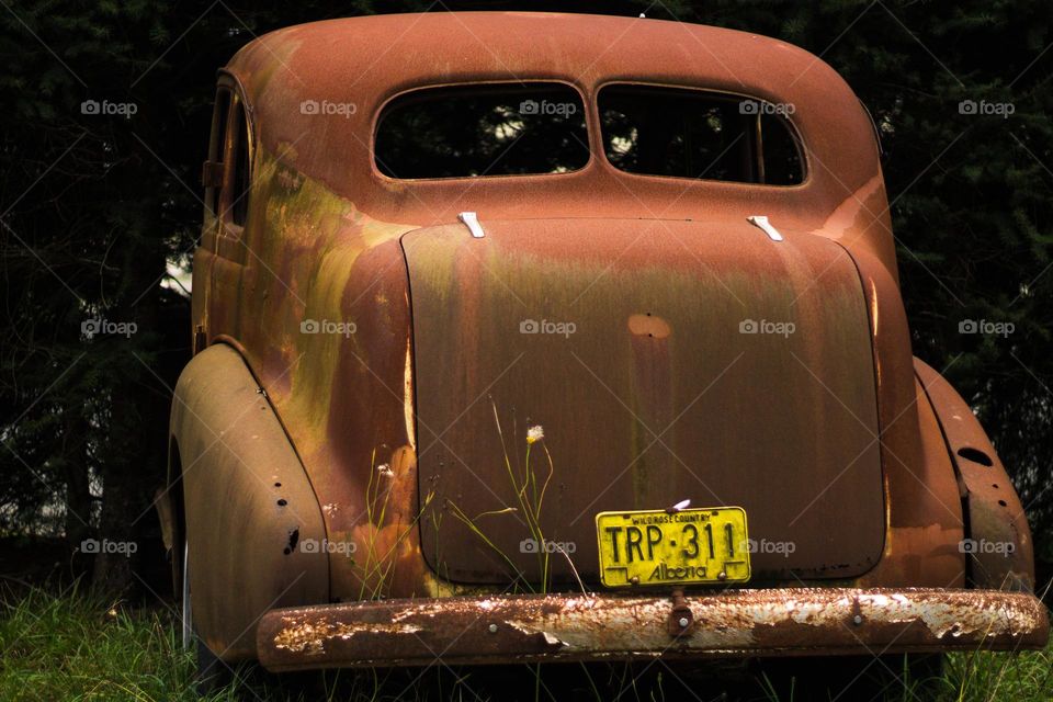 What’s that car doing in the hedge?!? A vintage car was parked in the middle of a hedge for years as a 6 ft tall dense hedge has grown around the middle of the car so that just the front hood is on one side & the rear chassis is on the other side.  