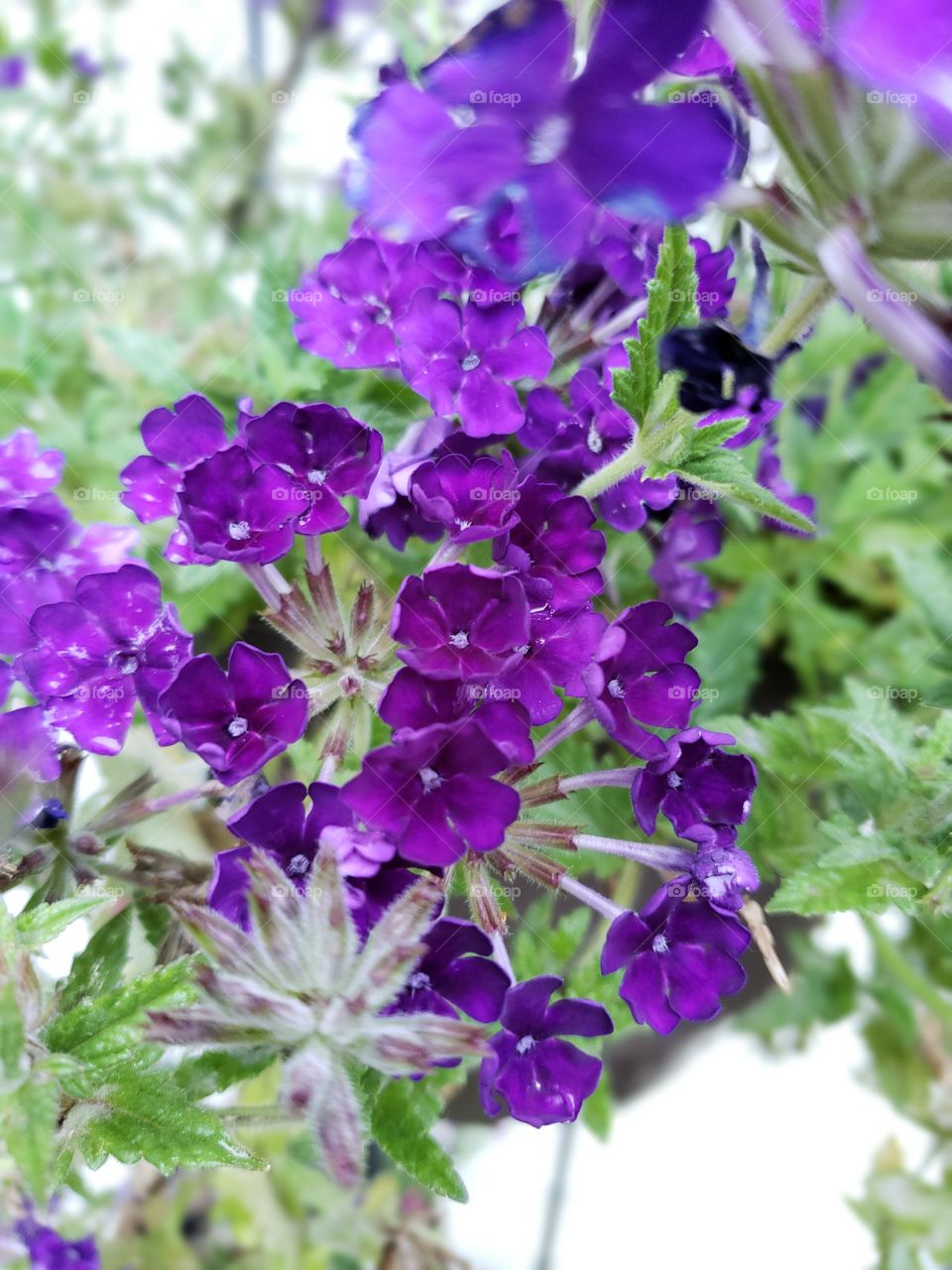 Purple cluster of flowers