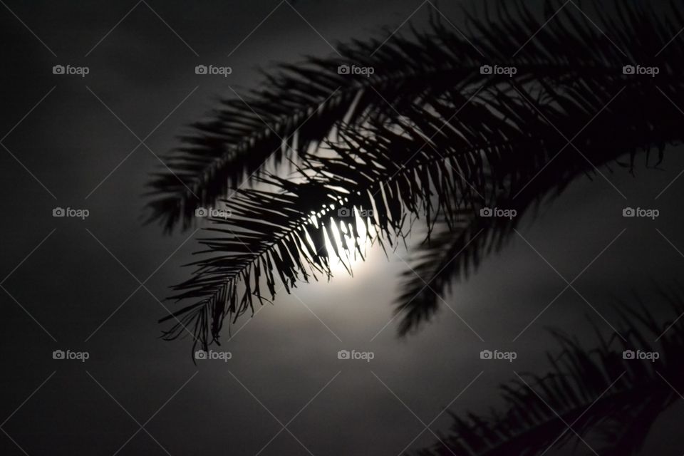 Palm fronds in front of the moon