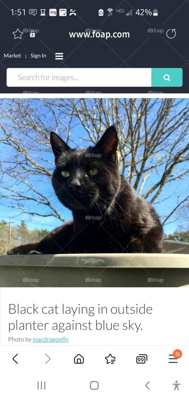 Spring is finally here. Black cat keeping me company as I get planters ready for flowers. of course cats love sitting in the sun even if it's in a planter.