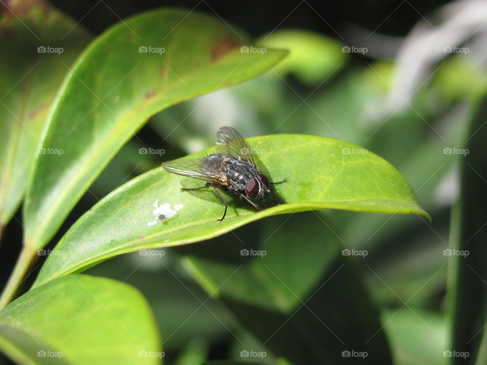 Housefly on green leaf
