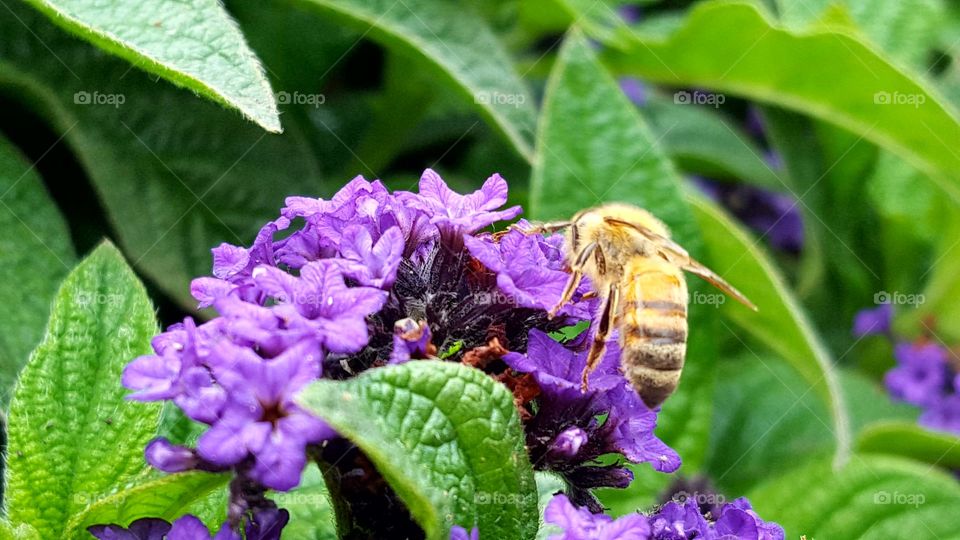 Macro shots!