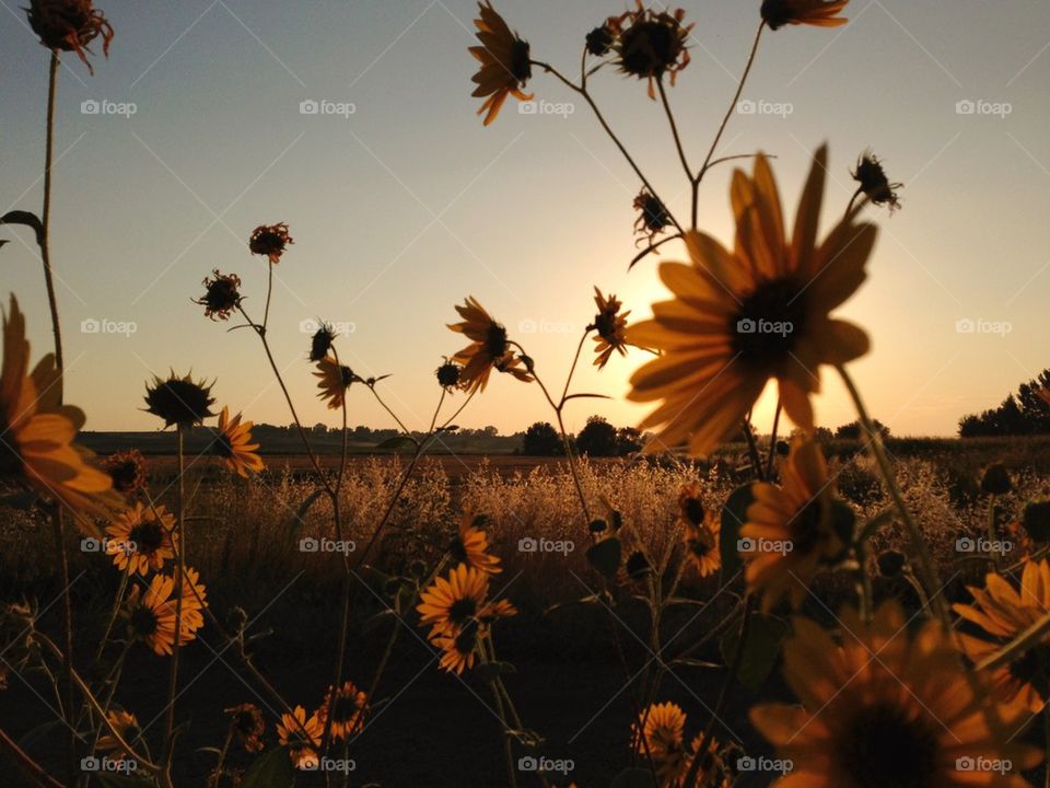 Wildflowers at sunset