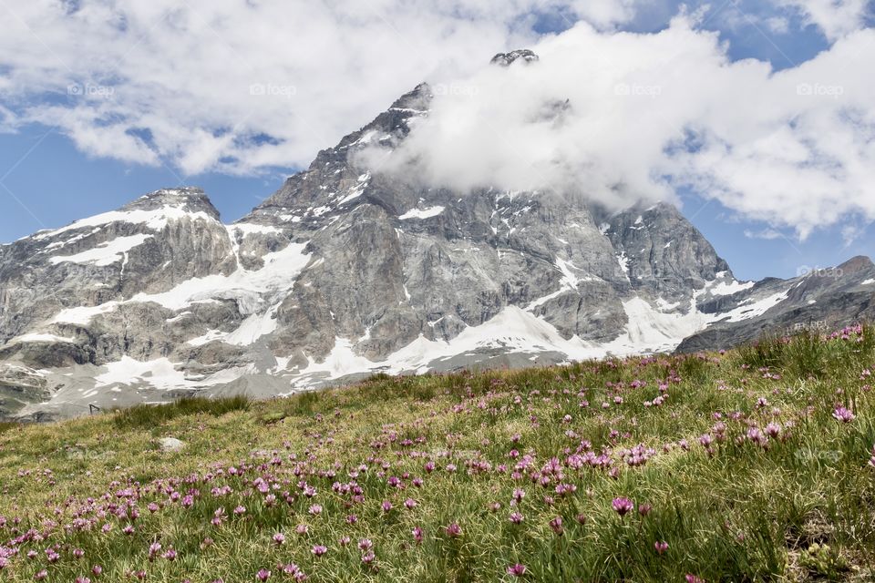 Field of flowers by the beautiful mountain Matterhorn Italy 
