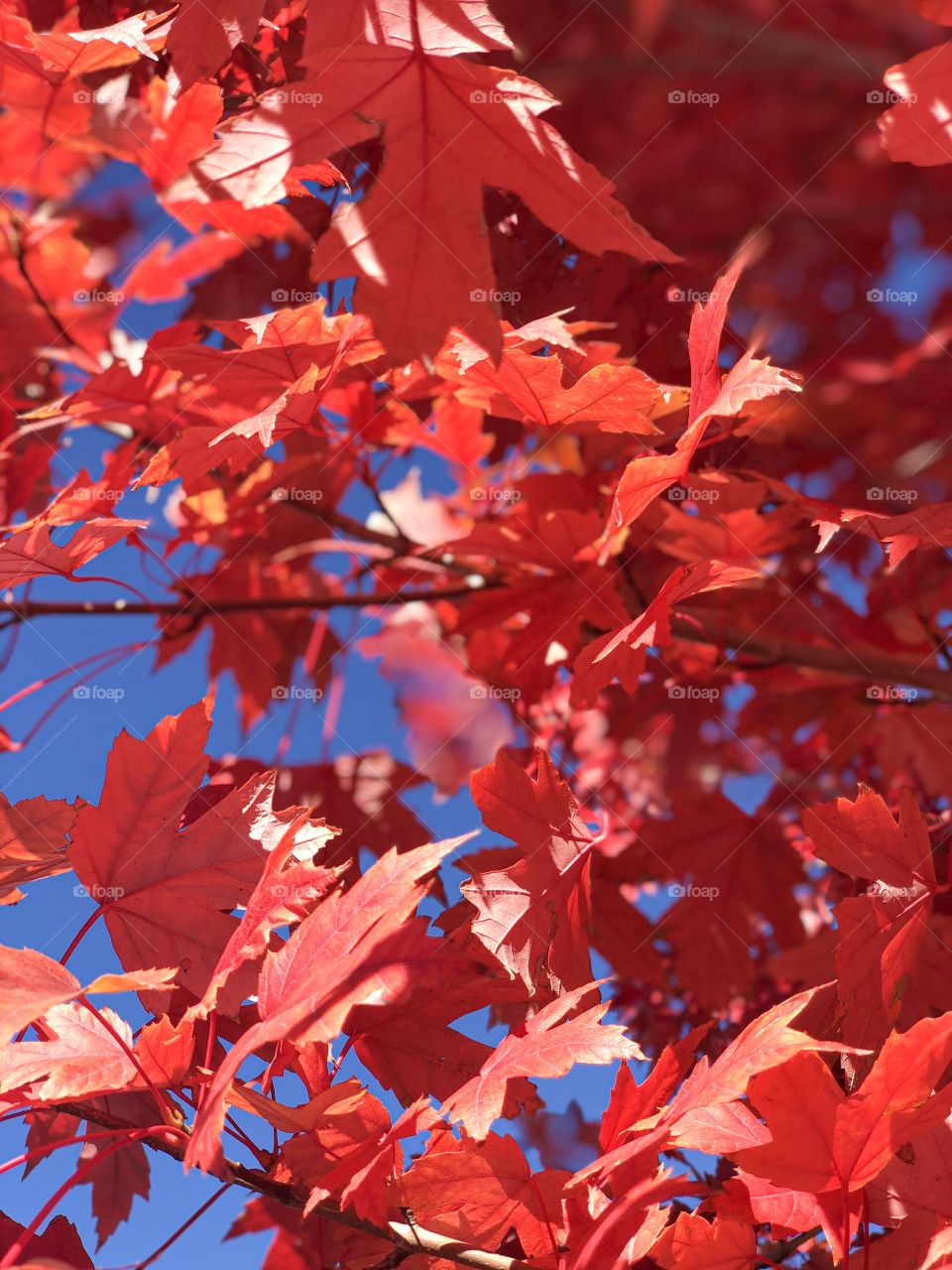 Maple tree in fall