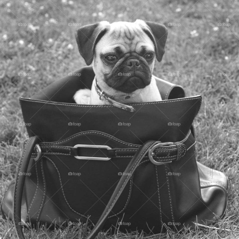 Shopping bag dog in Central Park

