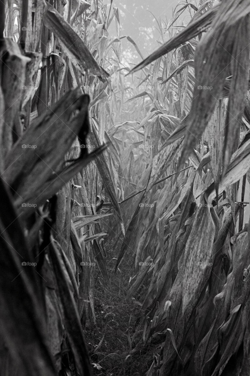 Black and white corn fields