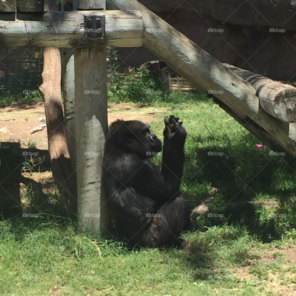 Gorilla relaxing 