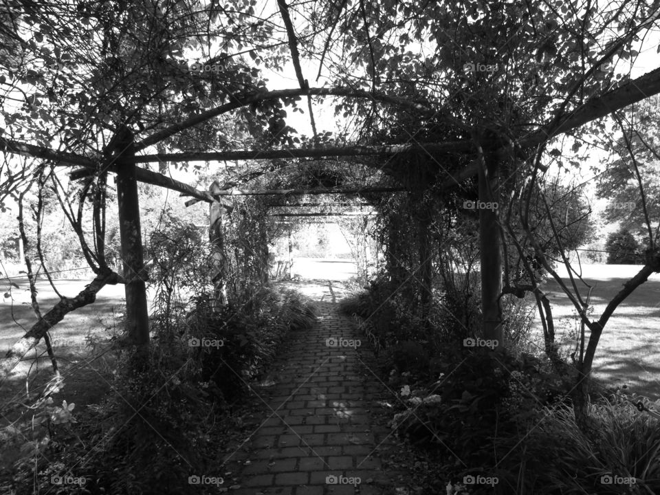 Garden Pathway  black and white
