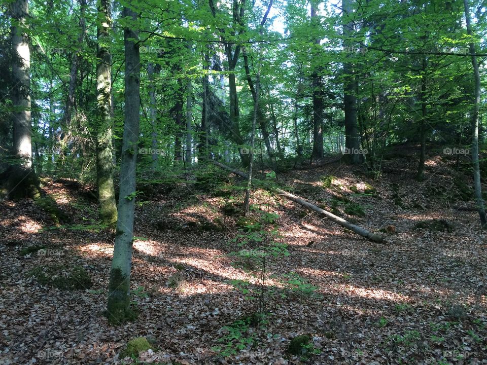 Catched during a walk in May