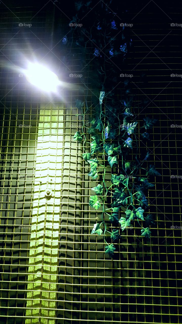 dangling plant and light