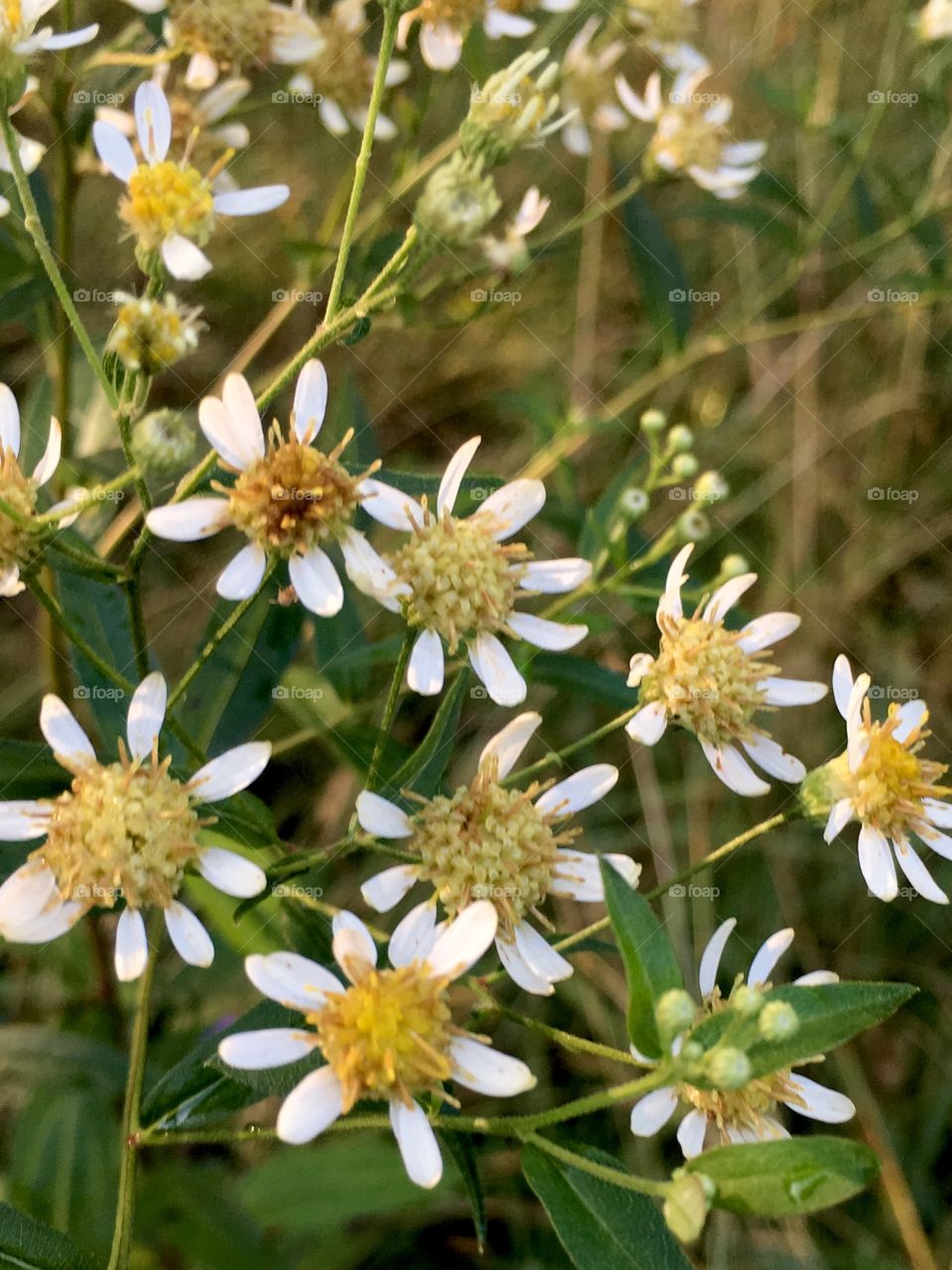 Flat-top white aster