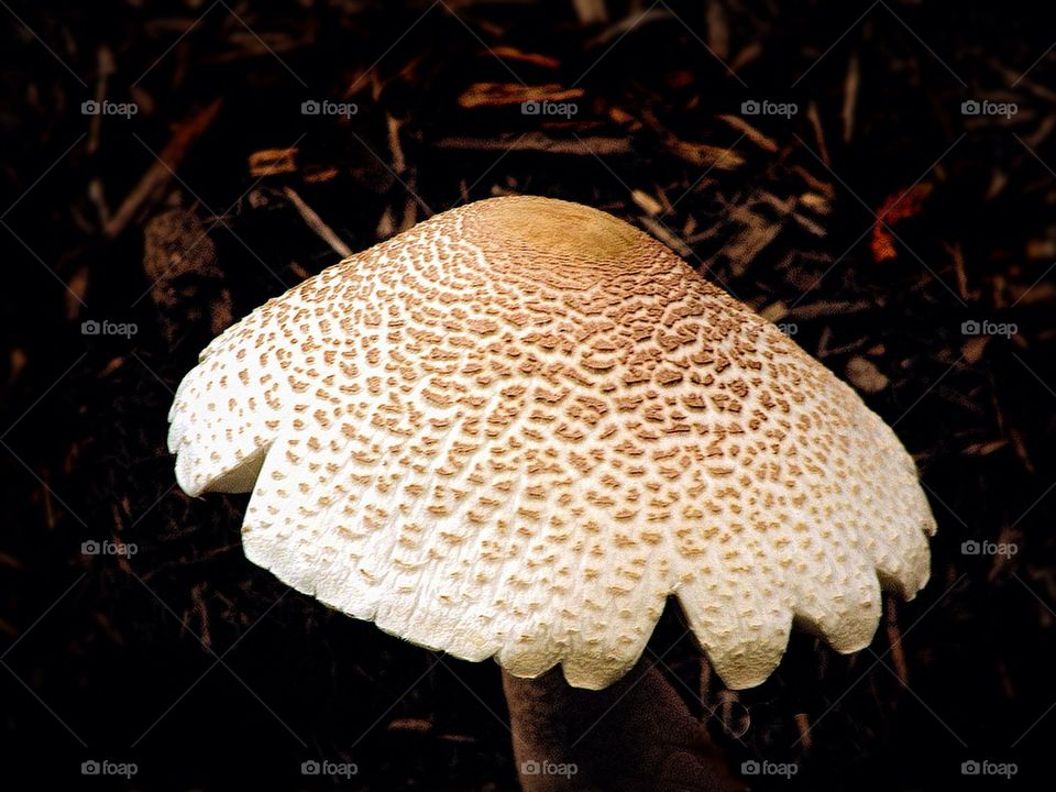 Mushroom