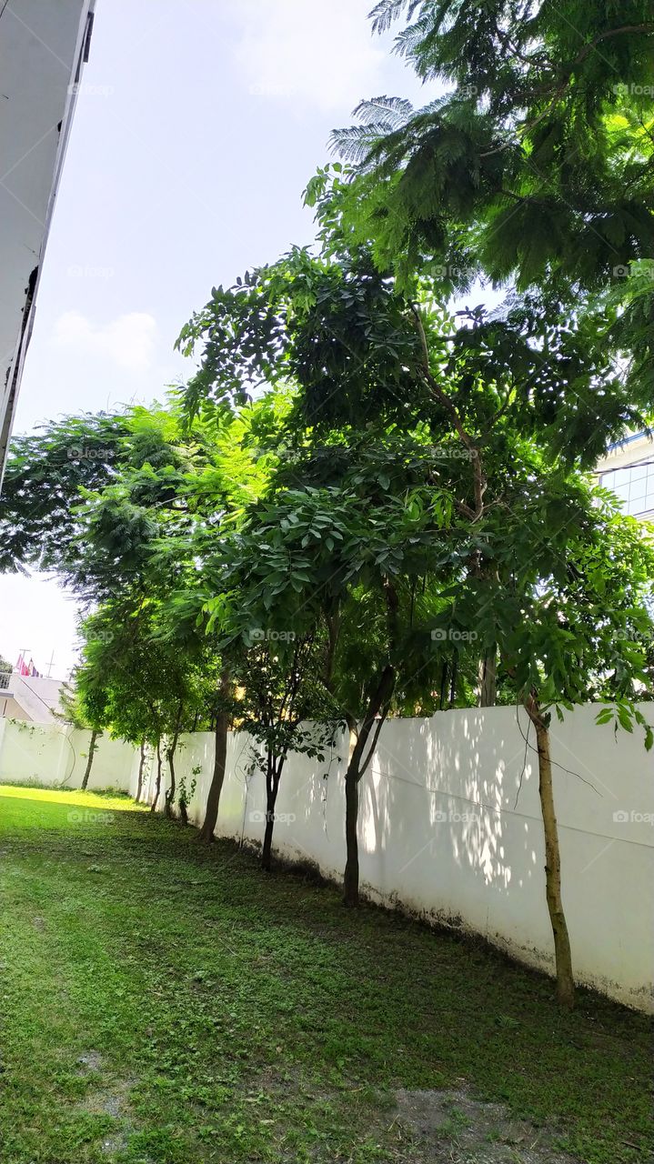 Trees look much greener in rainy season