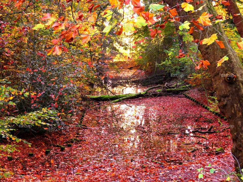 Bois de Boulogne, Lille, Northern France