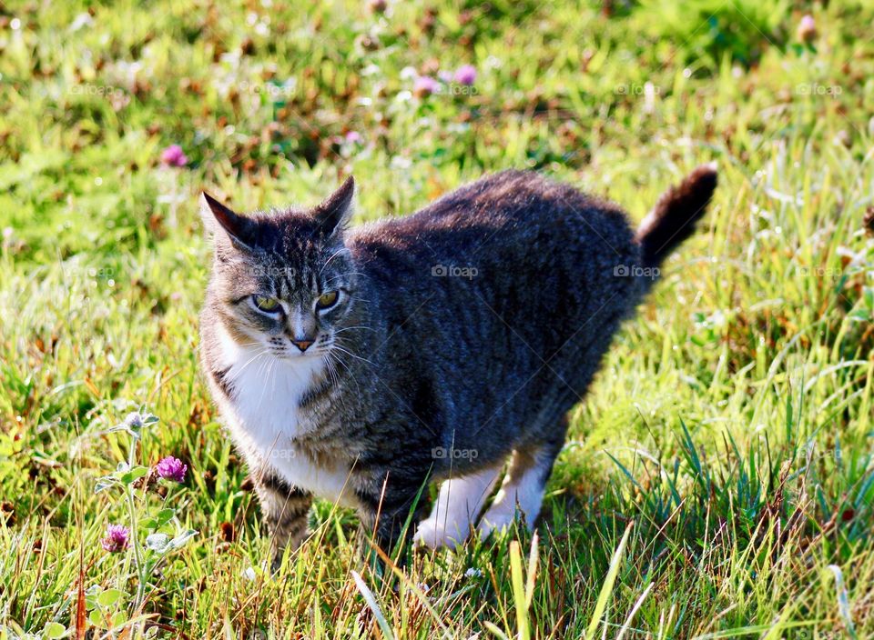 Summer Pets - cautious grey tabby in a meadow 