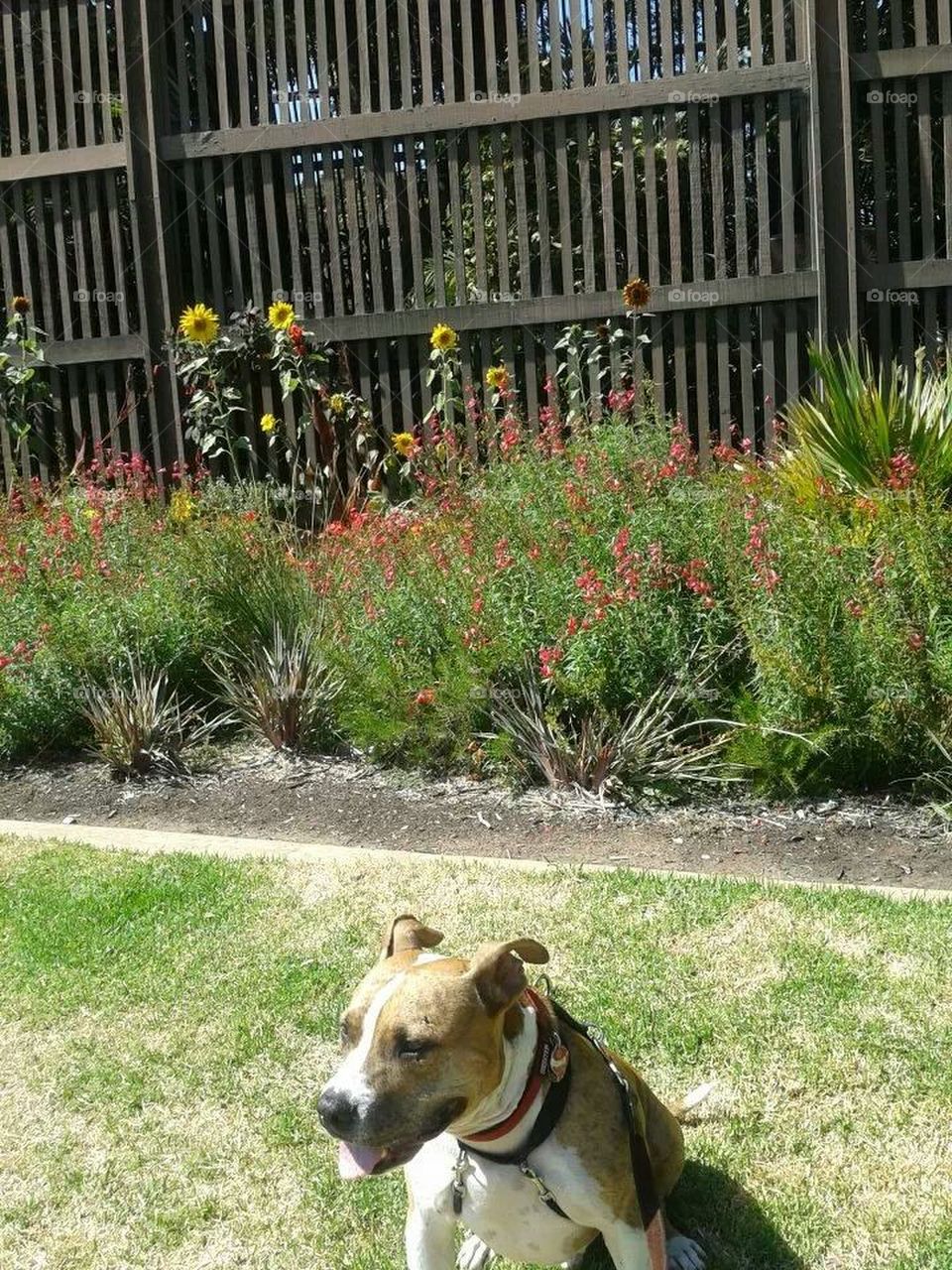 Buster at the gardens