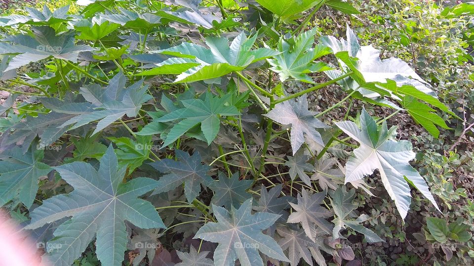 Wallet blanket tree it is uesd to treat menstruation.ovaries.skin diseases.liver cold and other benefited one tree.