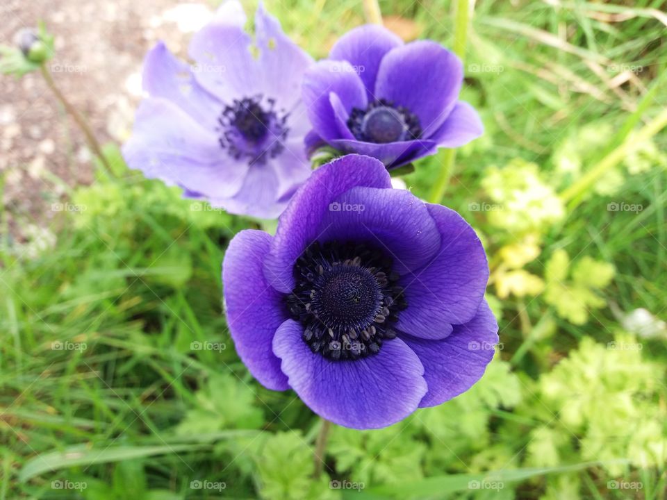 Anemones from my garden