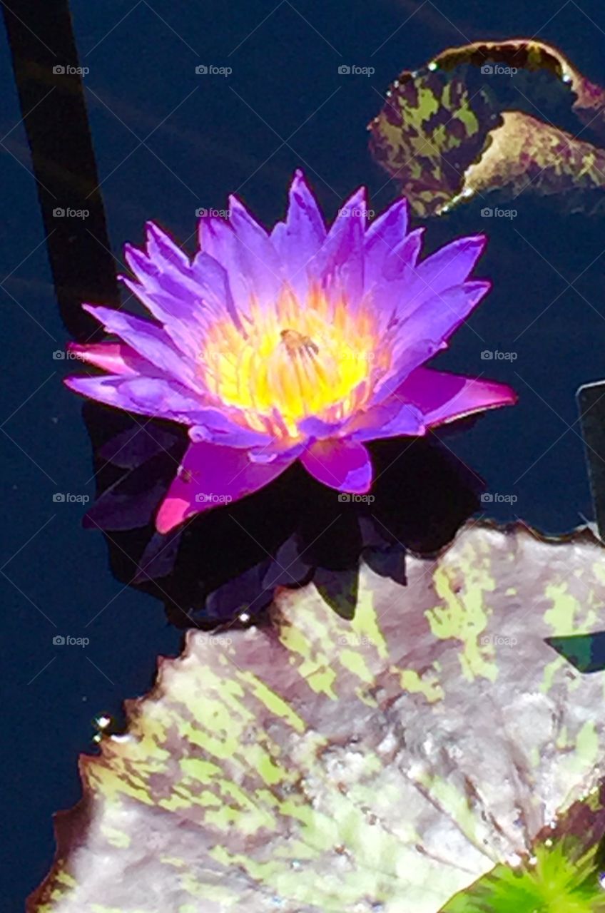 Purple pond lily