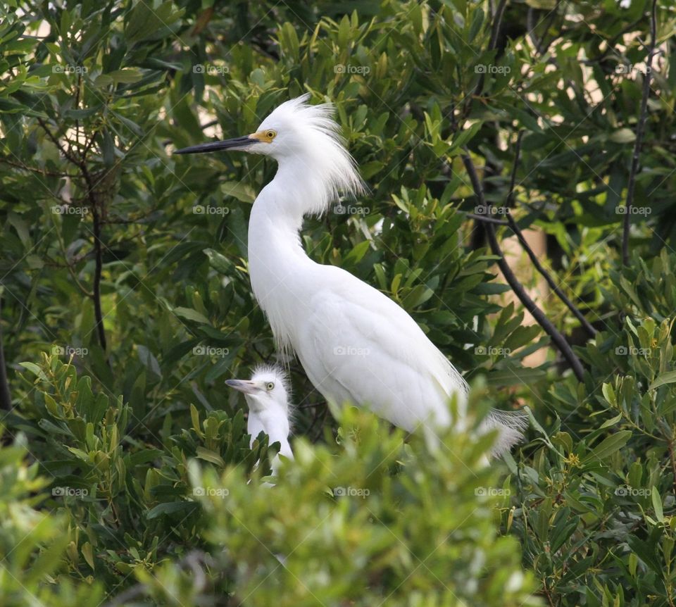 Snowy Egret mom and baby